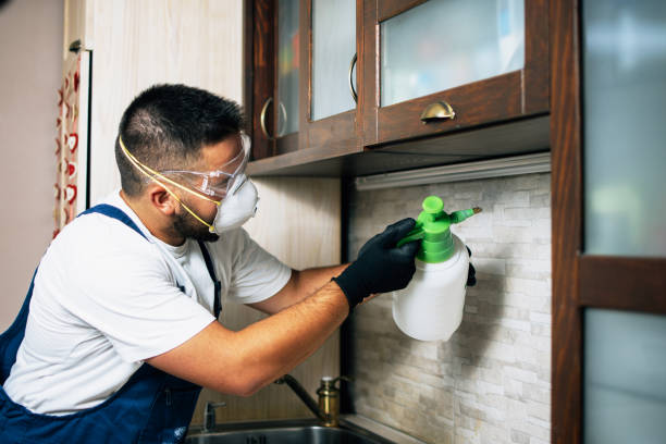 Best Wasp Removal Services  in Lookout Mountain, TN