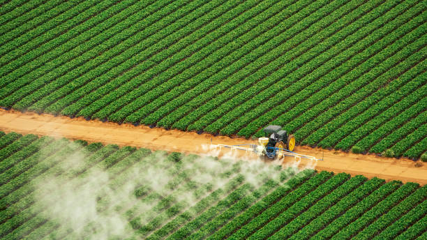 Best Pest Removal Services  in Lookout Mountain, TN