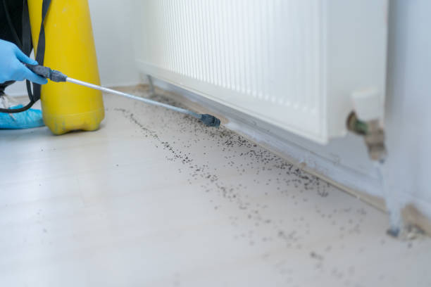 Best Termite Control Services  in Lookout Mountain, TN